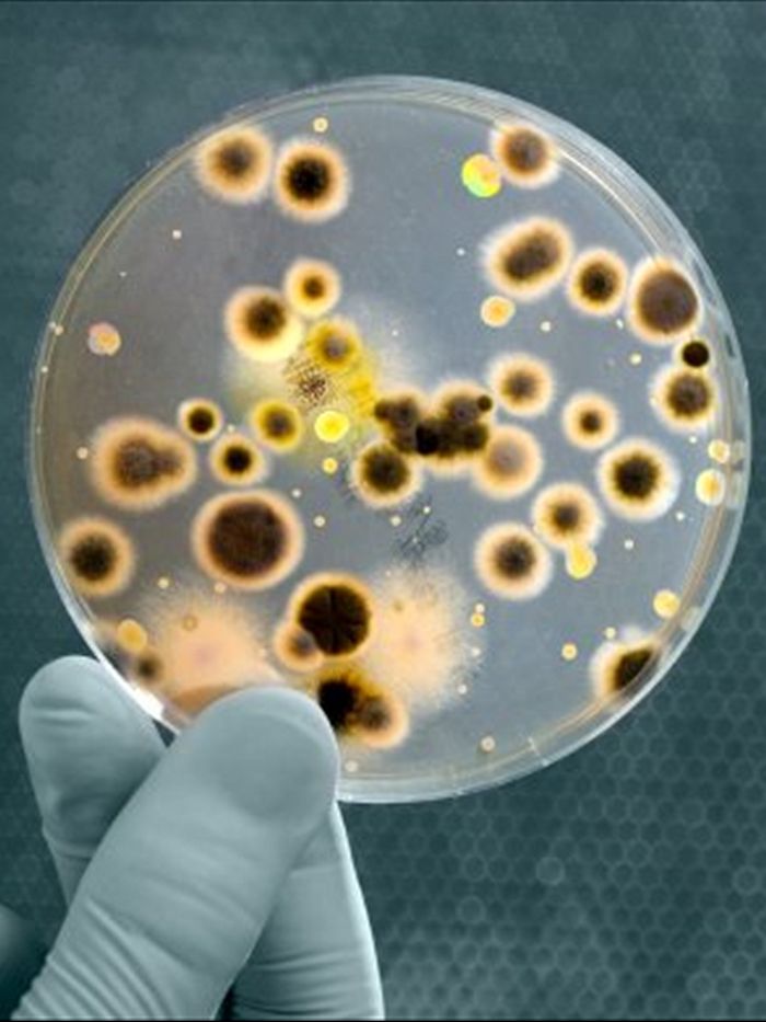 Microbiology Testing Services